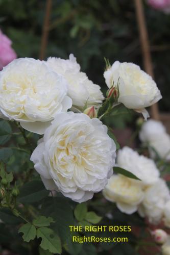 The Country Parson rose review the right roses score best top garden store david austin english roses rose products rose rating the right leap rose food fertilizer