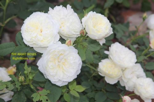 The Country Parson rose review the right roses score best top garden store david austin english roses rose products rose rating the right leap rose food fertilizer