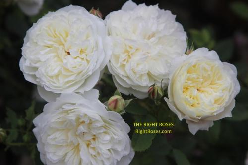 The Country Parson rose review the right roses score best top garden store david austin english roses rose products rose rating the right leap rose food fertilizer