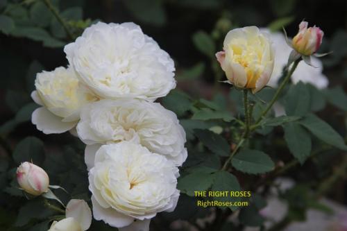 The Country Parson rose review the right roses score best top garden store david austin english roses rose products rose rating the right leap rose food fertilizer