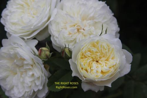 The Country Parson rose review the right roses score best top garden store david austin english roses rose products rose rating the right leap rose food fertilizer