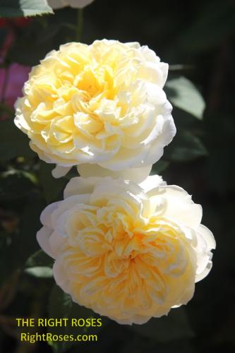 The Country Parson rose review the right roses score best top garden store david austin english roses rose products rose rating the right leap rose food fertilizer