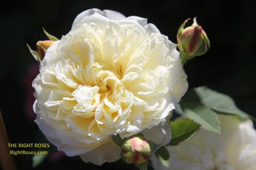 The Country Parson rose review the right roses score best top garden store david austin english roses rose products rose rating the right leap rose food fertilizer