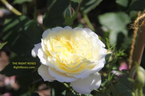 The Country Parson rose review the right roses score best top garden store david austin english roses rose products rose rating the right leap rose food fertilizer