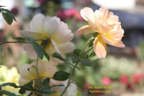 The best rose review of rose 'The Lark Ascending' by The Right Roses. David Austin. Our in-depth reviews have been trusted by millions gardeners worldwide. The Right Roses team uses our own, bespoke The Right Roses Score, which is the most comprehensive rose rating system in the world, to assess the overall quality of a rose. All information and rose products: best top garden store, Rosen Kordes, Rosen Tantau, english roses, rose products, rose rating, the right leap, rose food, fertilizer. The Right Roses Store. English Romance Collection.