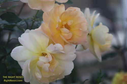 The best rose review of rose 'The Lark Ascending' by The Right Roses. David Austin. Our in-depth reviews have been trusted by millions gardeners worldwide. The Right Roses team uses our own, bespoke The Right Roses Score, which is the most comprehensive rose rating system in the world, to assess the overall quality of a rose. All information and rose products: best top garden store, Rosen Kordes, Rosen Tantau, english roses, rose products, rose rating, the right leap, rose food, fertilizer. The Right Roses Store. English Romance Collection.