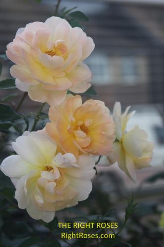 The best rose review of rose 'The Lark Ascending' by The Right Roses. David Austin. Our in-depth reviews have been trusted by millions gardeners worldwide. The Right Roses team uses our own, bespoke The Right Roses Score, which is the most comprehensive rose rating system in the world, to assess the overall quality of a rose. All information and rose products: best top garden store, Rosen Kordes, Rosen Tantau, english roses, rose products, rose rating, the right leap, rose food, fertilizer. The Right Roses Store. English Romance Collection.