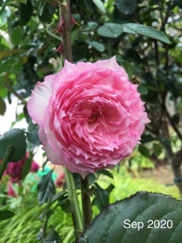 The Mill On The Floss rose