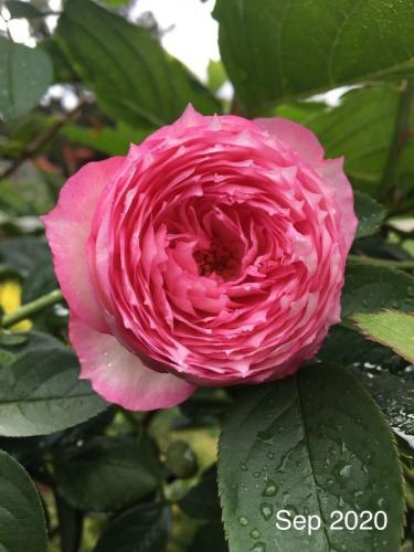 The Mill On The Floss rose