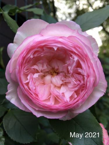 The Mill On The Floss rose