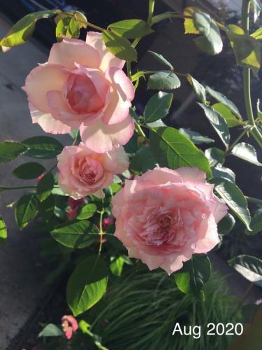 The Mill On The Floss rose