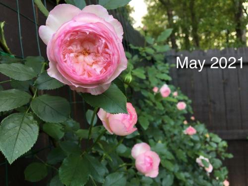 The Mill On The Floss rose