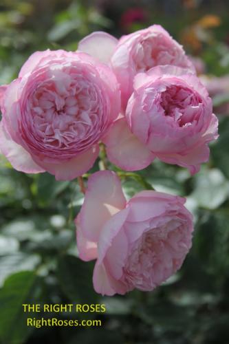 the mill on the floss rose review the right roses score best top garden store david austin english roses rose products rose rating the right leap rose food fertilizer