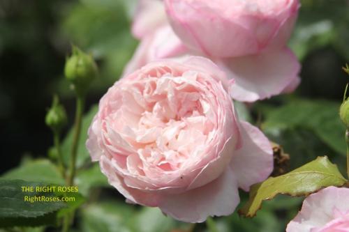 the mill on the floss rose review the right roses score best top garden store david austin english roses rose products rose rating the right leap rose food fertilizer