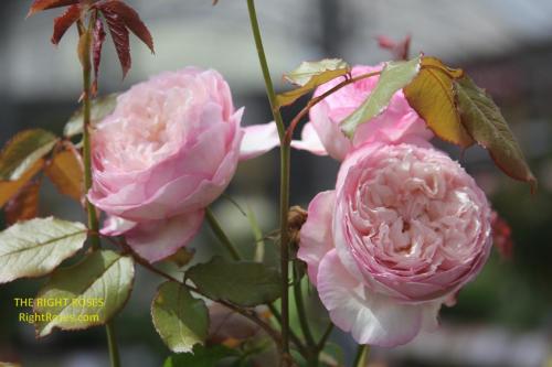 the mill on the floss rose review the right roses score best top garden store david austin english roses rose products rose rating the right leap rose food fertilizer