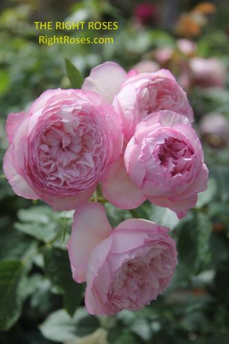 the mill on the floss rose review the right roses score best top garden store david austin english roses rose products rose rating the right leap rose food fertilizer