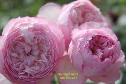 the mill on the floss rose review the right roses score best top garden store david austin english roses rose products rose rating the right leap rose food fertilizer