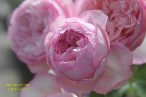 the mill on the floss rose review the right roses score best top garden store david austin english roses rose products rose rating the right leap rose food fertilizer