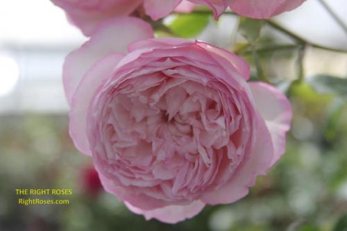 the mill on the floss rose review the right roses score best top garden store david austin english roses rose products rose rating the right leap rose food fertilizer