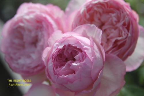 the mill on the floss rose review the right roses score best top garden store david austin english roses rose products rose rating the right leap rose food fertilizer