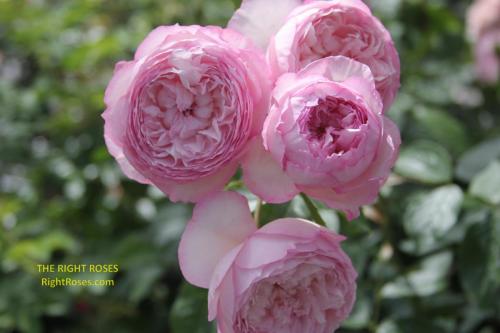 the mill on the floss rose review the right roses score best top garden store david austin english roses rose products rose rating the right leap rose food fertilizer