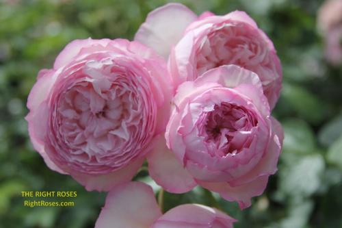 the mill on the floss rose review the right roses score best top garden store david austin english roses rose products rose rating the right leap rose food fertilizer
