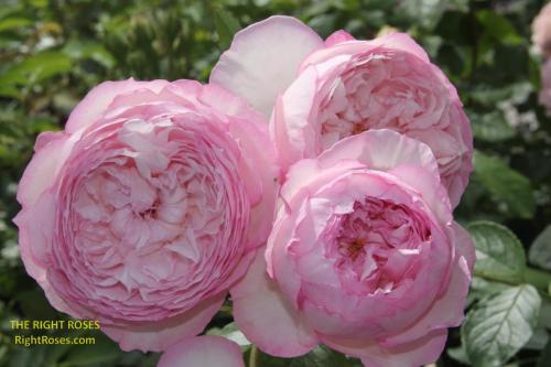 the mill on the floss rose review the right roses score best top garden store david austin english roses rose products rose rating the right leap rose food fertilizer