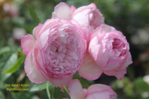 the mill on the floss rose review the right roses score best top garden store david austin english roses rose products rose rating the right leap rose food fertilizer