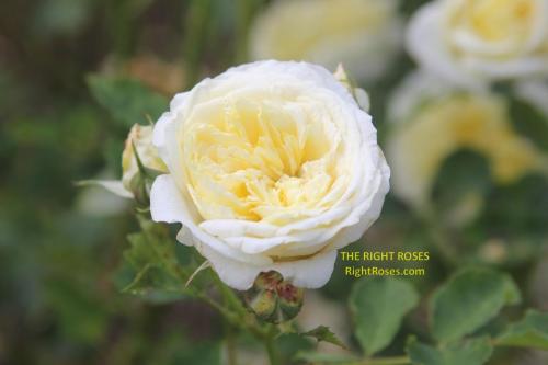 The Pilgrim rose review the right roses score best top garden store david austin english roses rose products rose rating the right leap rose food fertilizer