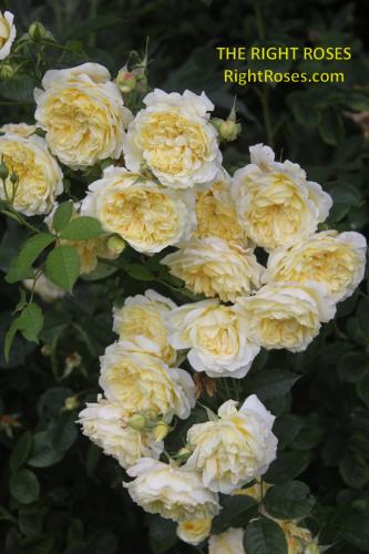 The Pilgrim rose review the right roses score best top garden store david austin english roses rose products rose rating the right leap rose food fertilizer