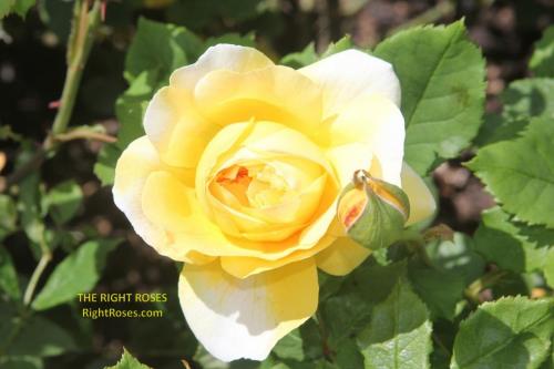 the poet's wife rose review the right roses score best top garden store david austin english roses rose products rose rating the right leap rose food fertilizer