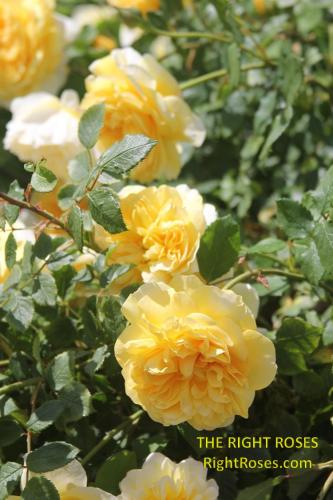 the poet's wife rose review the right roses score best top garden store david austin english roses rose products rose rating the right leap rose food fertilizer