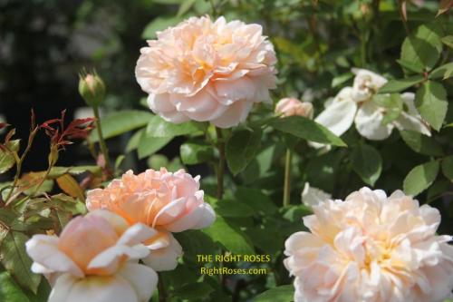 the lady gardener rose review the right roses score best top garden store david austin english roses rose products rose rating the right leap rose food