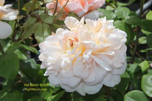the lady gardener rose review the right roses score best top garden store david austin english roses rose products rose rating the