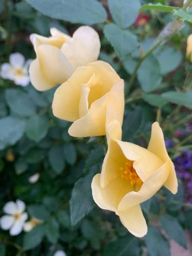 The best rose review of rose 'Tottering By Gently' by The Right Roses. David Austin. Our in-depth reviews have been trusted by millions gardeners worldwide. The Right Roses team uses our own The Right Roses Score, which is the most comprehensive rose rating system in the world, to assess the overall quality of a rose. All information and rose products: best top garden store, Rosen Kordes, Rosen Tantau, english roses, rose products, rose rating, the right leap, rose food, fertilizer.