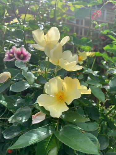 The best rose review of rose 'Tottering By Gently' by The Right Roses. David Austin. Our in-depth reviews have been trusted by millions gardeners worldwide. The Right Roses team uses our own The Right Roses Score, which is the most comprehensive rose rating system in the world, to assess the overall quality of a rose. All information and rose products: best top garden store, Rosen Kordes, Rosen Tantau, english roses, rose products, rose rating, the right leap, rose food, fertilizer.