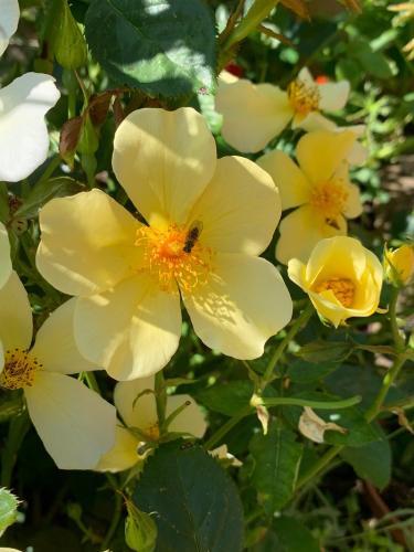 The best rose review of rose 'Tottering By Gently' by The Right Roses. David Austin. Our in-depth reviews have been trusted by millions gardeners worldwide. The Right Roses team uses our own The Right Roses Score, which is the most comprehensive rose rating system in the world, to assess the overall quality of a rose. All information and rose products: best top garden store, Rosen Kordes, Rosen Tantau, english roses, rose products, rose rating, the right leap, rose food, fertilizer.