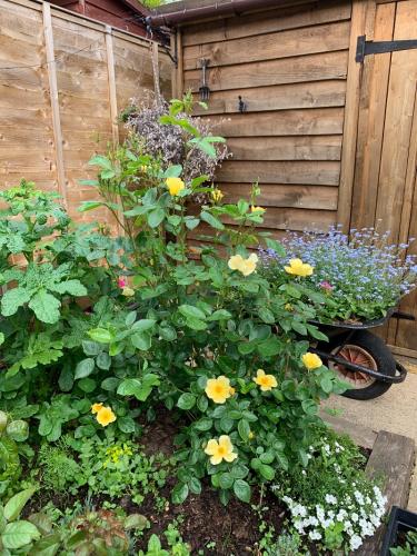 The best rose review of rose 'Tottering By Gently' by The Right Roses. David Austin. Our in-depth reviews have been trusted by millions gardeners worldwide. The Right Roses team uses our own The Right Roses Score, which is the most comprehensive rose rating system in the world, to assess the overall quality of a rose. All information and rose products: best top garden store, Rosen Kordes, Rosen Tantau, english roses, rose products, rose rating, the right leap, rose food, fertilizer.