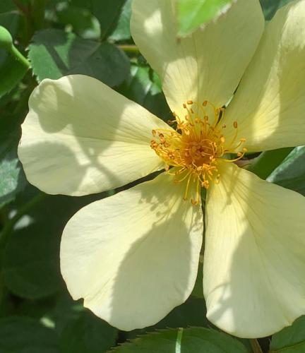 The best rose review of rose 'Tottering By Gently' by The Right Roses. David Austin. Our in-depth reviews have been trusted by millions gardeners worldwide. The Right Roses team uses our own The Right Roses Score, which is the most comprehensive rose rating system in the world, to assess the overall quality of a rose. All information and rose products: best top garden store, Rosen Kordes, Rosen Tantau, english roses, rose products, rose rating, the right leap, rose food, fertilizer.