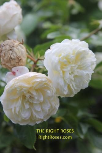 Tranquillity rose review the right roses score best top garden store david austin english roses rose products rose rating the right leap rose food fertilizer