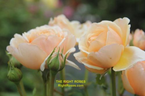 The best rose review of rose 'Tropicana' | Tantau 2018 by The Right Roses. Our in-depth reviews have been trusted by millions gardeners worldwide. The Right Roses team uses our own, bespoke The Right Roses Score, which is the most comprehensive rose rating system in the world, to assess the overall quality of a rose. All information and rose products: best top garden store, Rosen Kordes, Rosen Tantau, Delbard, english roses, rose products, rose rating, the right leap, rose food, fertilizer. The Right Roses Store. English Romance Collection.