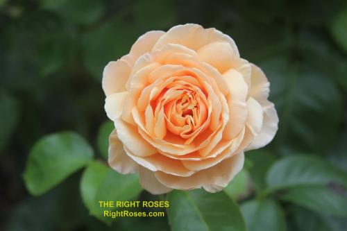 The best rose review of rose 'Tropicana' | Tantau 2018 by The Right Roses. Our in-depth reviews have been trusted by millions gardeners worldwide. The Right Roses team uses our own, bespoke The Right Roses Score, which is the most comprehensive rose rating system in the world, to assess the overall quality of a rose. All information and rose products: best top garden store, Rosen Kordes, Rosen Tantau, Delbard, english roses, rose products, rose rating, the right leap, rose food, fertilizer. The Right Roses Store. English Romance Collection.