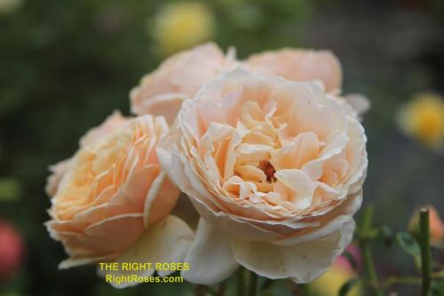 The best rose review of rose 'Tropicana' | Tantau 2018 by The Right Roses. Our in-depth reviews have been trusted by millions gardeners worldwide. The Right Roses team uses our own, bespoke The Right Roses Score, which is the most comprehensive rose rating system in the world, to assess the overall quality of a rose. All information and rose products: best top garden store, Rosen Kordes, Rosen Tantau, Delbard, english roses, rose products, rose rating, the right leap, rose food, fertilizer. The Right Roses Store. English Romance Collection.