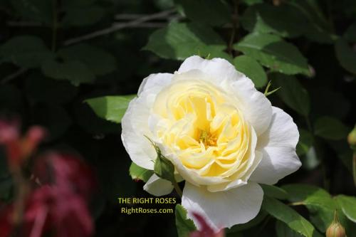 Vanessa Bell rose review the right roses score best top garden store david austin english roses rose products rose rating the right leap rose food fertilizer