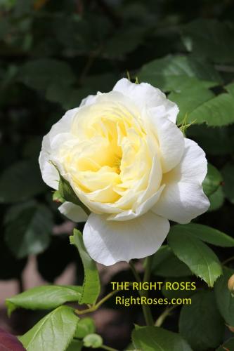 Vanessa Bell rose review the right roses score best top garden store david austin english roses rose products rose rating the right leap rose food fertilizer