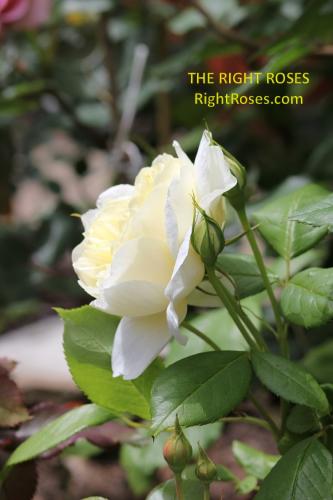 Vanessa Bell rose review the right roses score best top garden store david austin english roses rose products rose rating the right leap rose food fertilizer