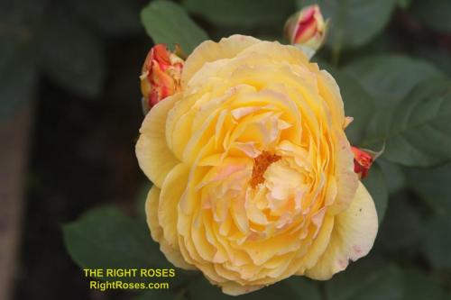 The best rose review of rose 'Well Being' by The Right Roses. David Austin. Our in-depth reviews have been trusted by millions gardeners worldwide. The Right Roses team uses our own, bespoke The Right Roses Score, which is the most comprehensive rose rating system in the world, to assess the overall quality of a rose. All information and rose products: best top garden store, Rosen Kordes, Rosen Tantau, Delbard, english roses, rose products, rose rating, the right leap, rose food, fertilizer. The Right Roses Store. English Romance Collection. Harkness.