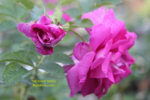 Wild Edric rose review the right roses score best top garden store david austin english roses rose products rose rating the right leap rose food fertilizer