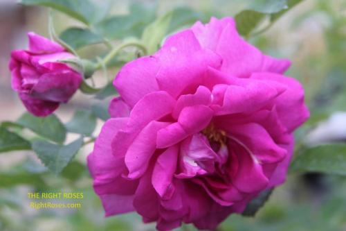 Wild Edric rose review the right roses score best top garden store david austin english roses rose products rose rating the right leap rose food fertilizer