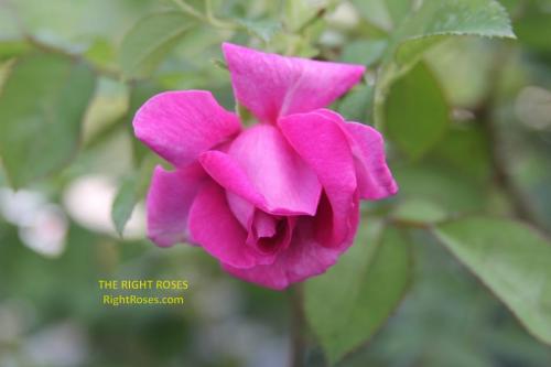 Wild Edric rose review the right roses score best top garden store david austin english roses rose products rose rating the right leap rose food fertilizer